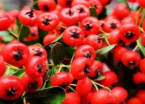 沙棘适合什么地方种植