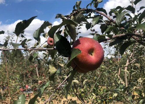 盐源丑苹果的优点介绍