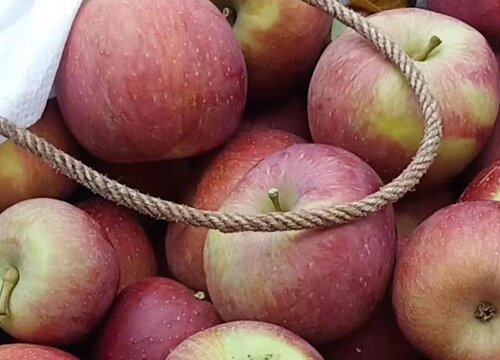 盐源丑苹果的优点介绍