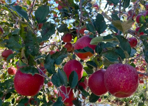 盐源丑苹果的优点介绍