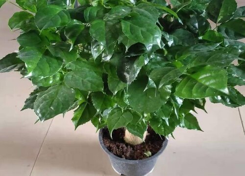 幸福树叶片发黄总是养不好如何解决