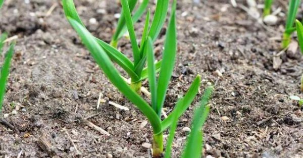 大蒜出苗不齐有的不生根