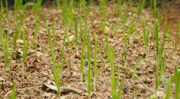 大蒜出苗不齐有的不生根