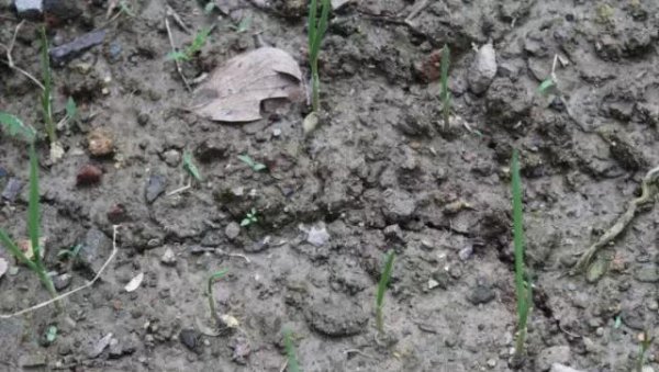 大蒜出苗不齐有的不生根