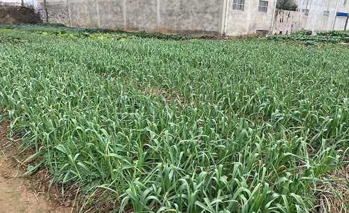 大蒜出苗不齐有的不生根