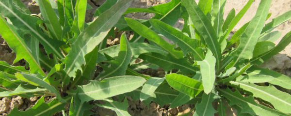 苦菜有什么功效