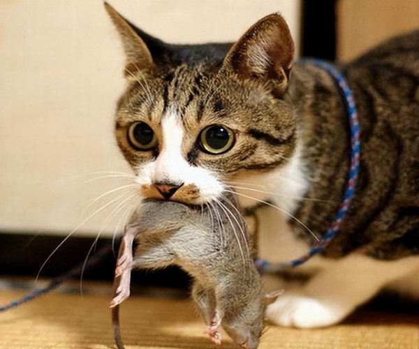 狸花猫为什么不建议养