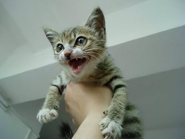 狸花猫为什么不建议养