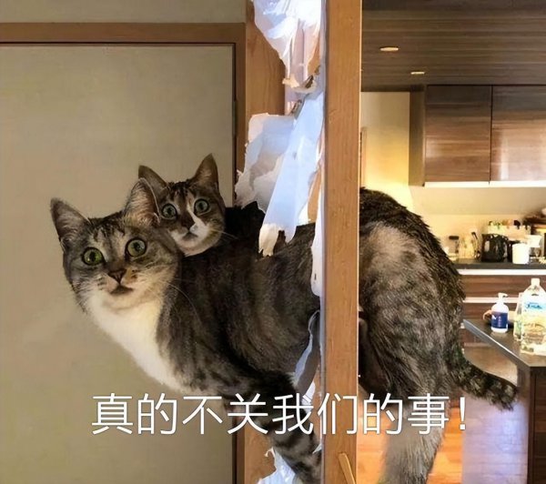 狸花猫为什么不建议养