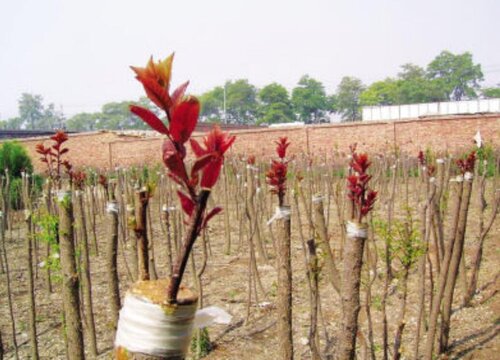 实生苗和嫁接苗的区别