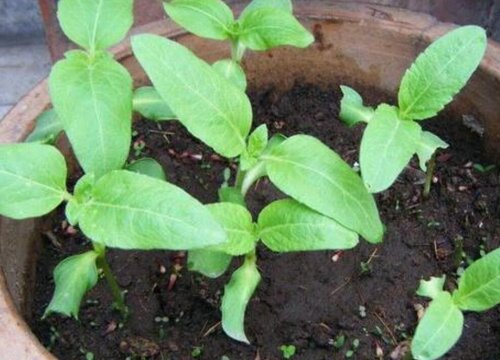 实生苗和嫁接苗的区别