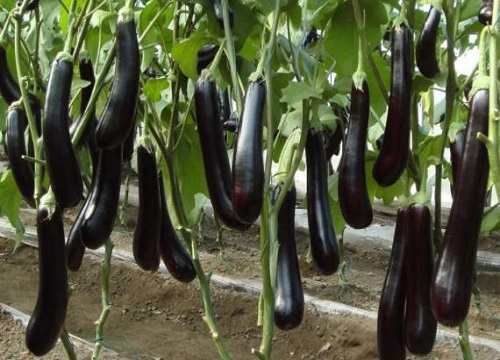 茄子是热性还是凉性