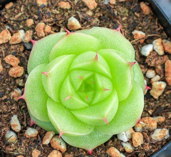 多肉麦秆是什么品种植物