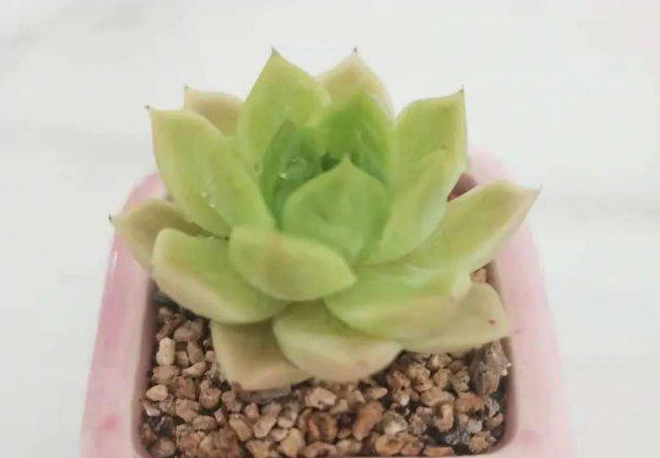 多肉麦秆是什么品种植物