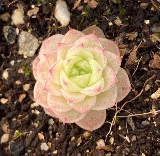 多肉麦秆是什么品种植物