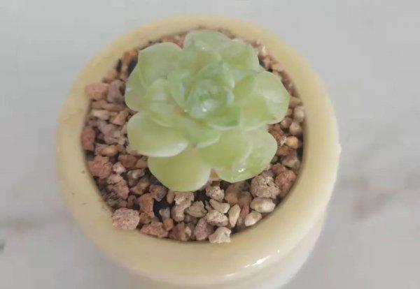 多肉麦秆是什么品种植物