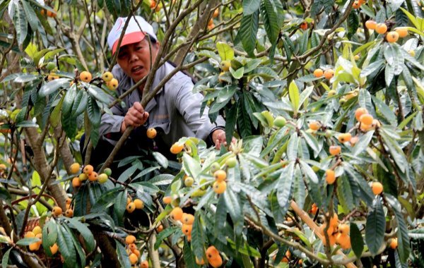 水果膨果肥用什么肥最好