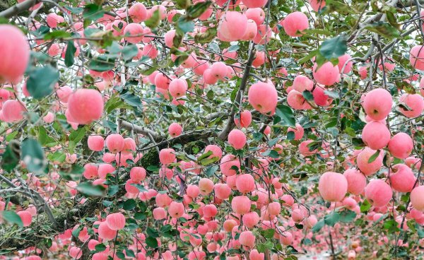 水果膨果肥用什么肥最好