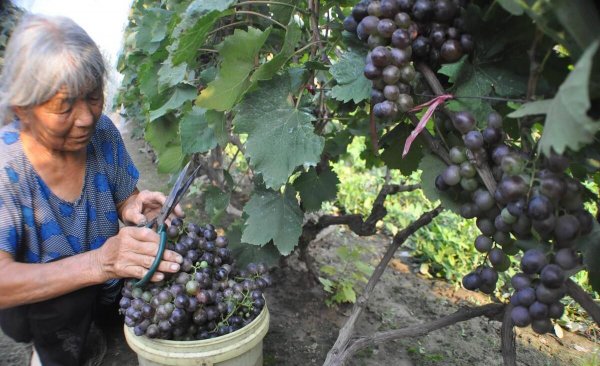 水果膨果肥用什么肥最好