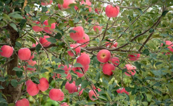 水果膨果肥用什么肥最好