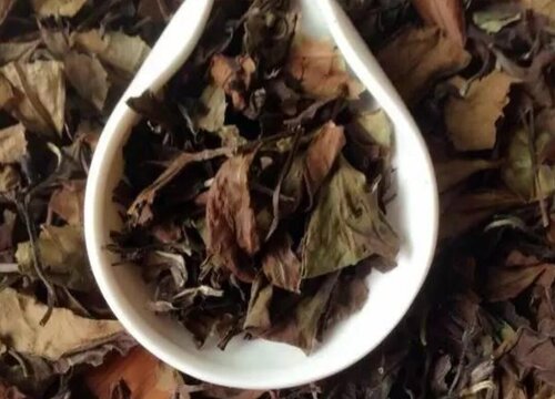 觚子茶是什么树的叶子