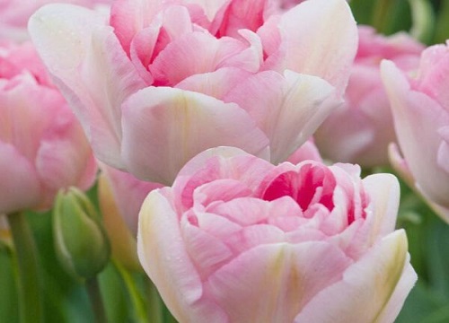 如何养护出漂亮的郁金香