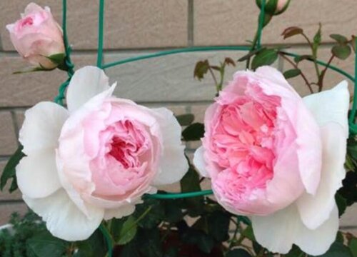 月季花盆有爬虫该如何进行防治