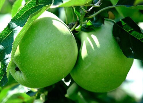 青苹果怎么修剪