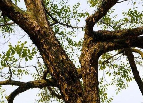 风车木是什么木材