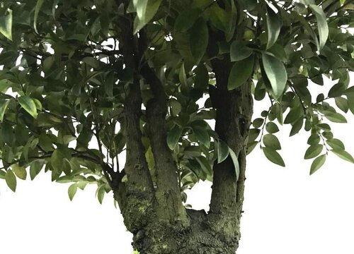 风车木是什么木材