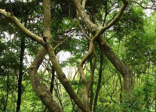 风车木是什么木材