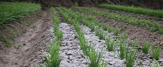 刚割完的韭菜撒草木灰怎么放