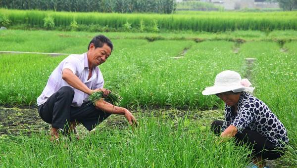 刚割完的韭菜撒草木灰怎么放