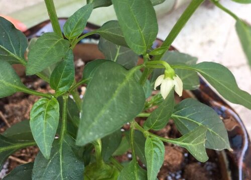 七彩椒怎么种植