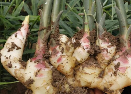 生姜怎么存放不会坏