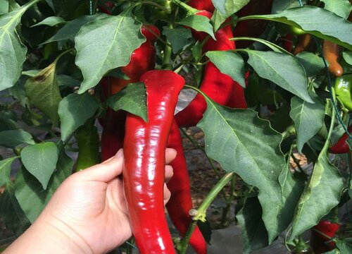 辣椒开花多结果少是什么原因