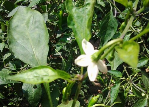 辣椒开花多结果少是什么原因