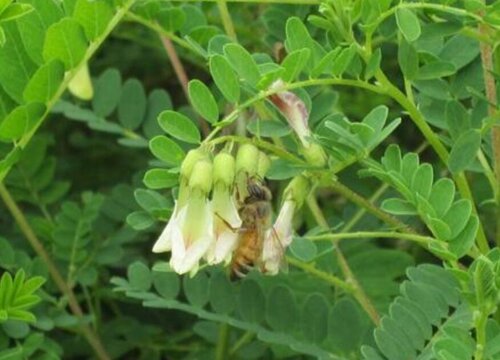 黄芪适合什么地方种植