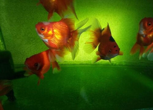 青苔用什么药快速去除