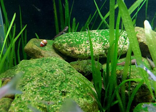 青苔用什么药快速去除