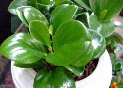 圆叶椒草的寓意是什么花语