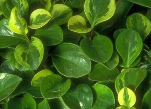 圆叶椒草的寓意是什么花语