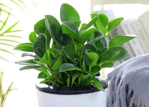 圆叶椒草的寓意是什么花语