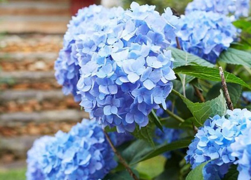 无尽夏绣球花期是什么时候