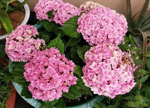 无尽夏绣球花期是什么时候