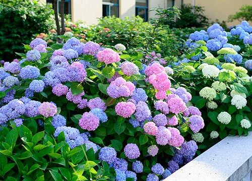 无尽夏绣球花期是什么时候