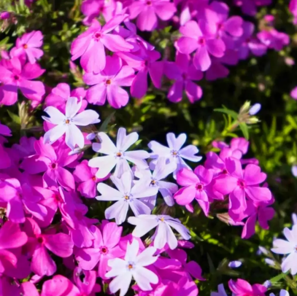 北方庭院耐寒观赏花树