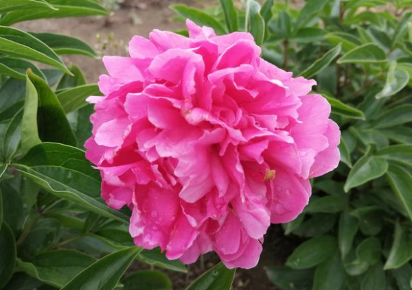 北方庭院耐寒观赏花树