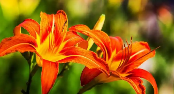 北方庭院耐寒观赏花树