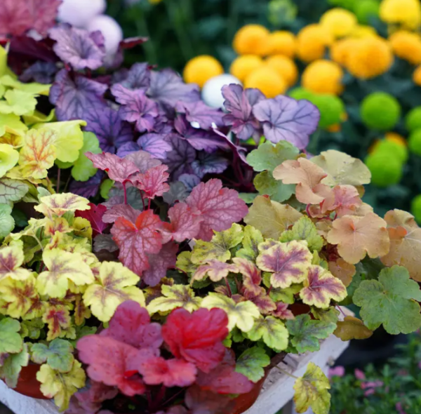 北方庭院耐寒观赏花树